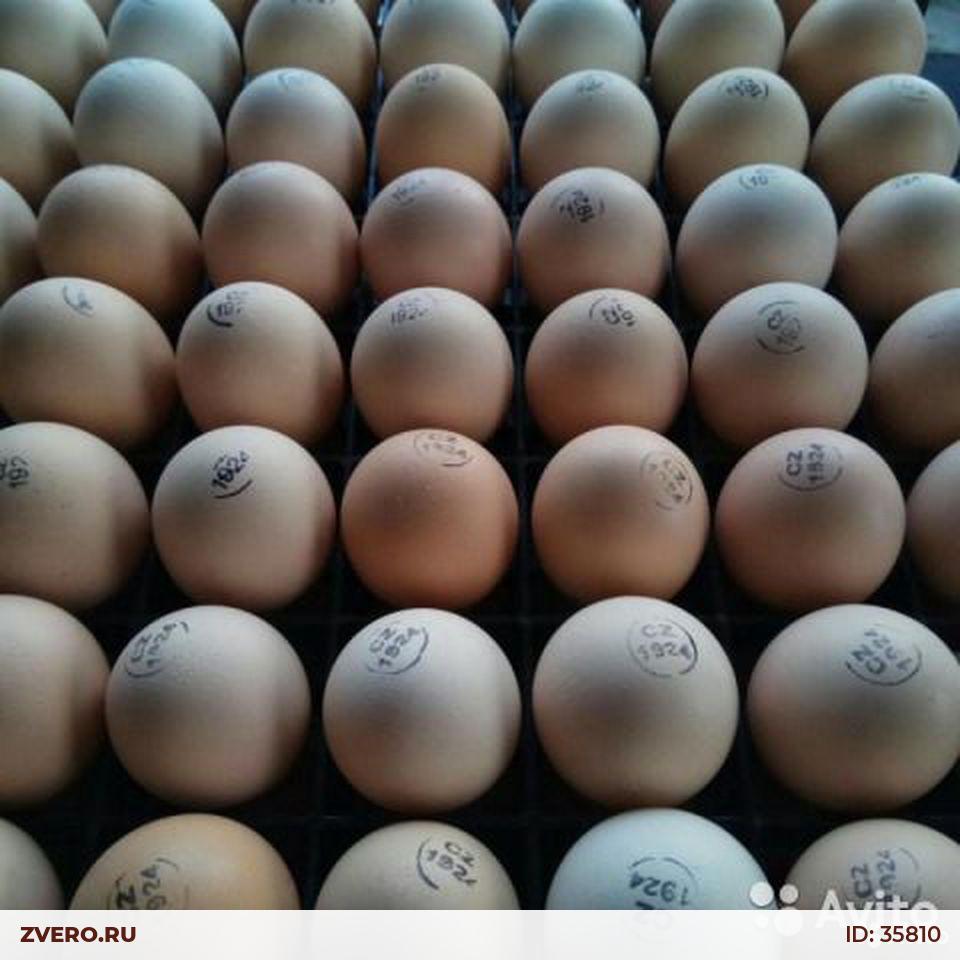 Купить инкубационное яйцо в москве и области. Инкубационное яйцо Кобб 500. Инкубационное яйцо Росс 308 Чехия. Инкубационное яйцо бройлера Кобб 500. Бройлер Кобб 500 яйцо.
