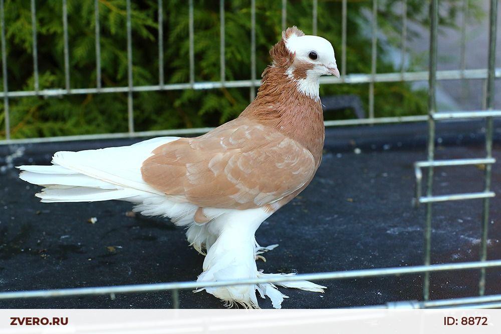Таджикские голуби. Таджикские голуби акуши. Таджикские голуби фото.
