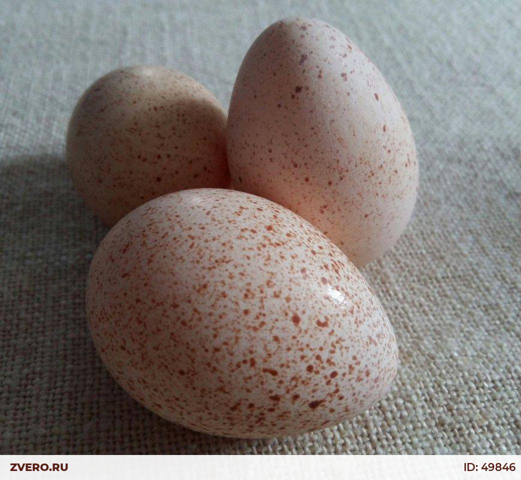 Яйца купить нижний новгород. Яйцо инкубационное индюшиное. Яйца инкубационное индаутинное. Индюшиные яйца. Яйцо инкубационное Индейкино.