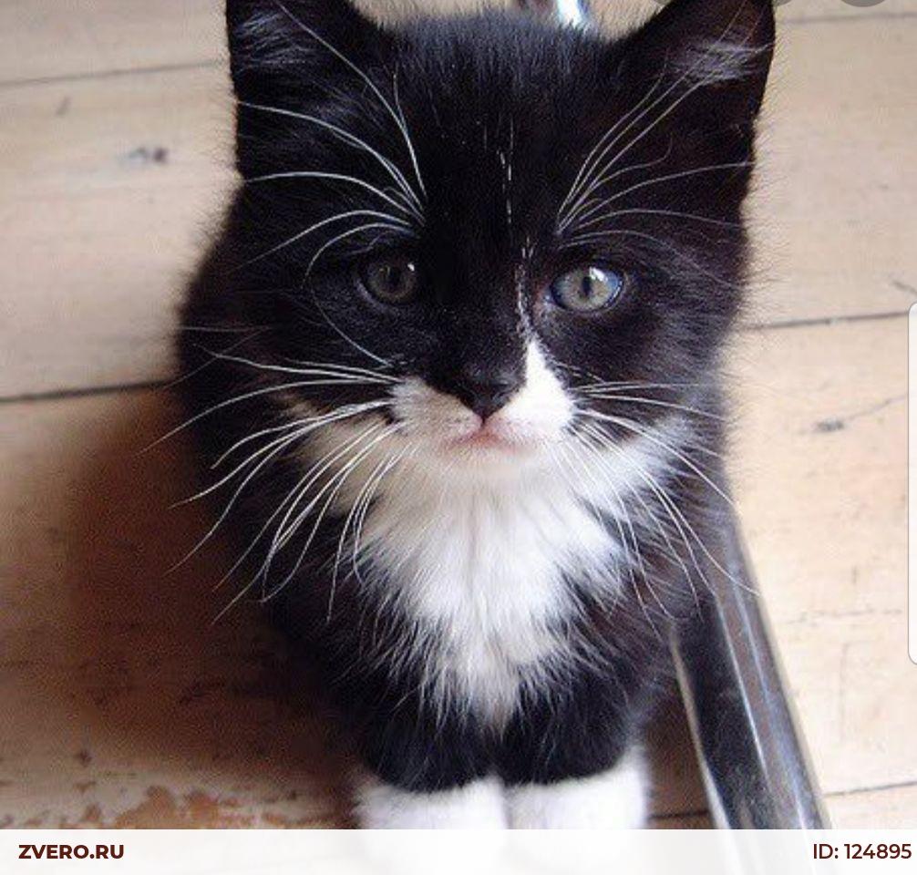 Котята с белыми лапками. Котенок черно-белый. Черно белый кот. Черный котенок. Котята чёрно белые.