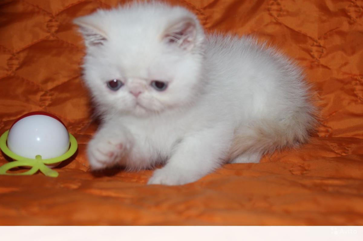 Купить котенка в московском недорого. Персидский плюшевый 3 от. Авито кошки плюшевые персы.