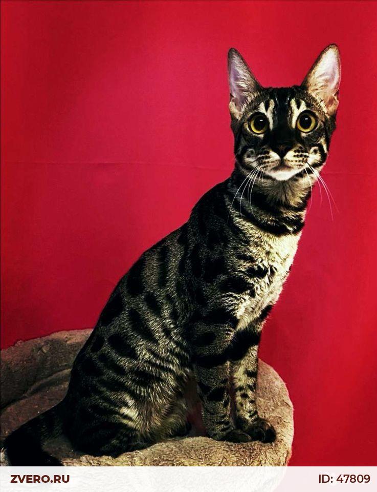 бенгальская кошка 5 месяцев фото