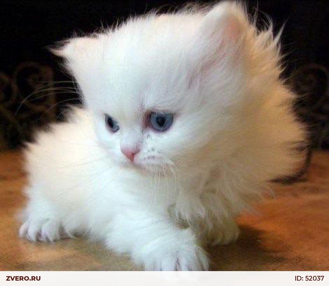 Возьму белую кошку. Ангорские котята 1,5 месяца. Белый пушистый котенок. Пушистые котята даром белые. Белые пушистые котята Сибирские.
