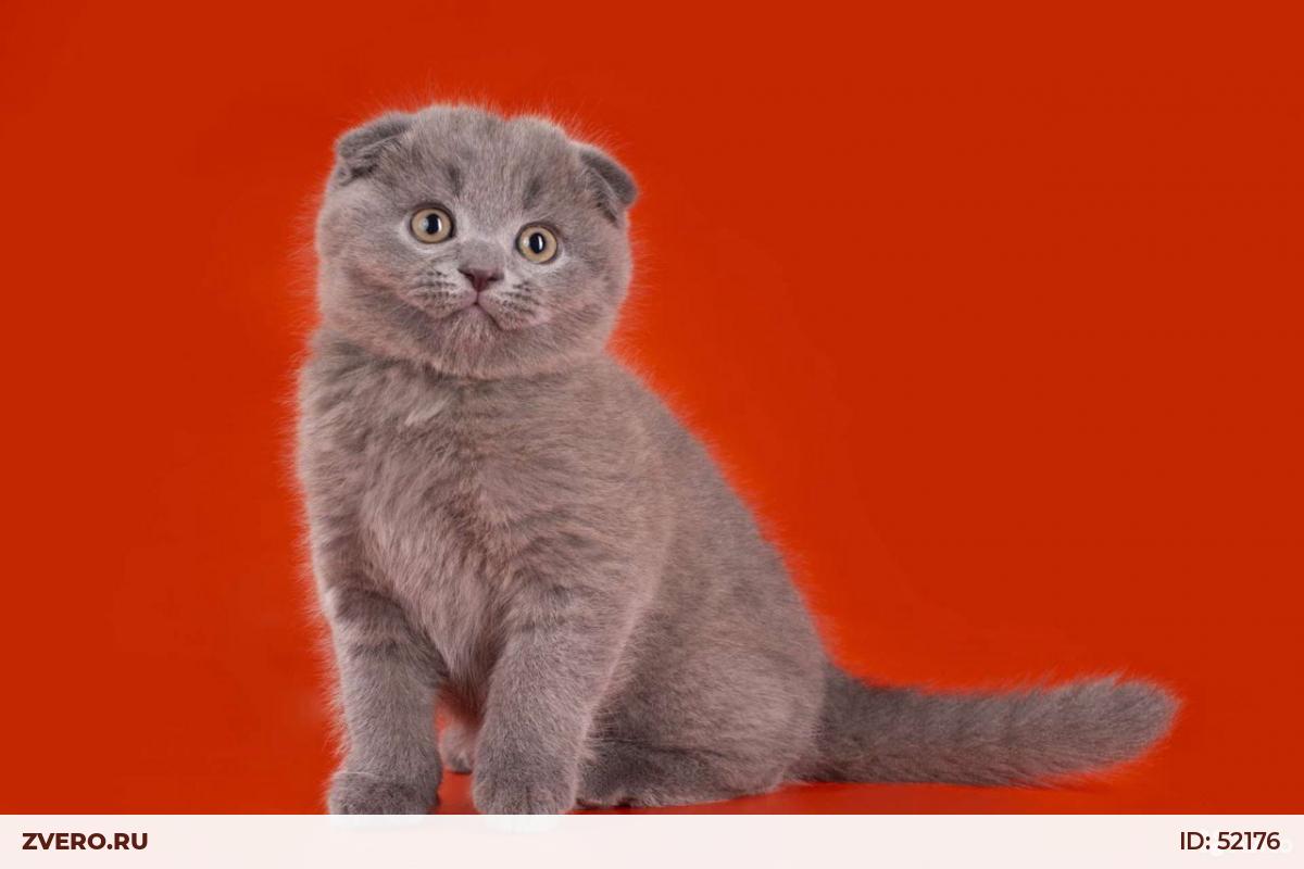Где Можно Купить Шотландскую Кошку