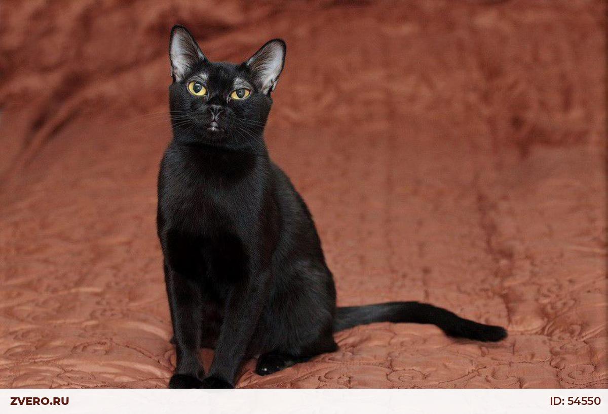 Черная кошка содержание. Бомбейская кошка. Бомбейская порода котов. Британская Бомбейская кошка. Бомбейская Бурманская.