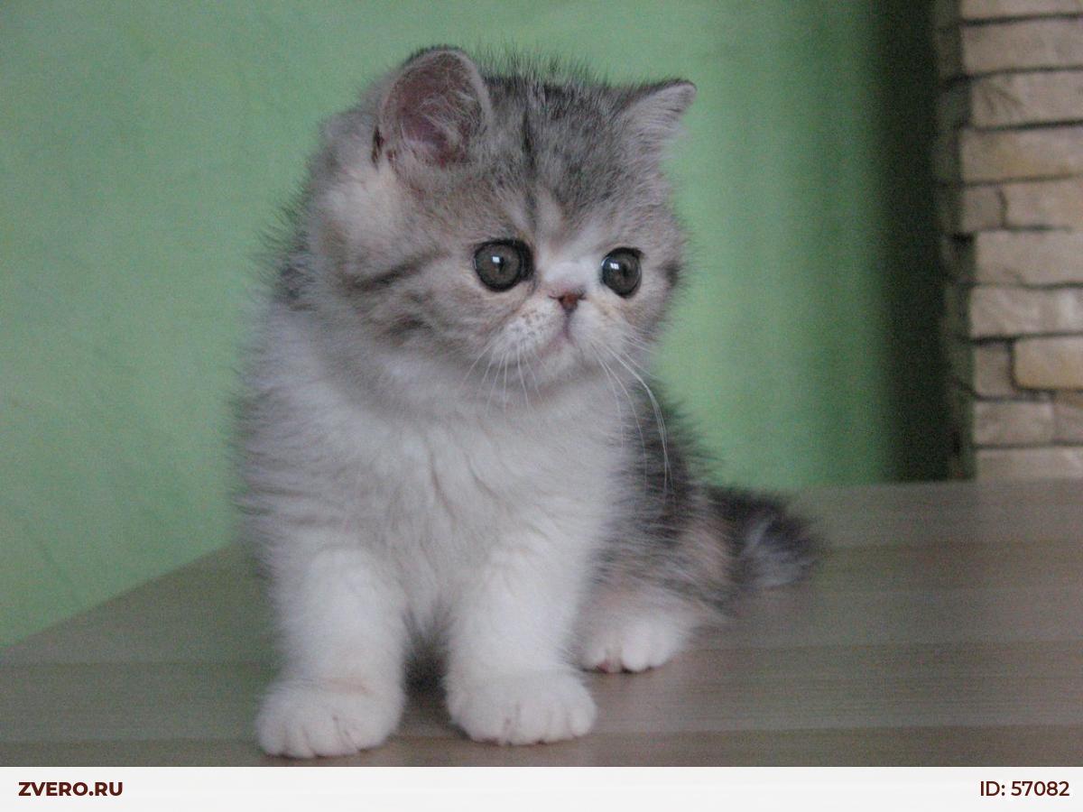 Авито экзотические. Экзотическая кошка купить Москва и Московская область. Экзотическая кошка цена авито.