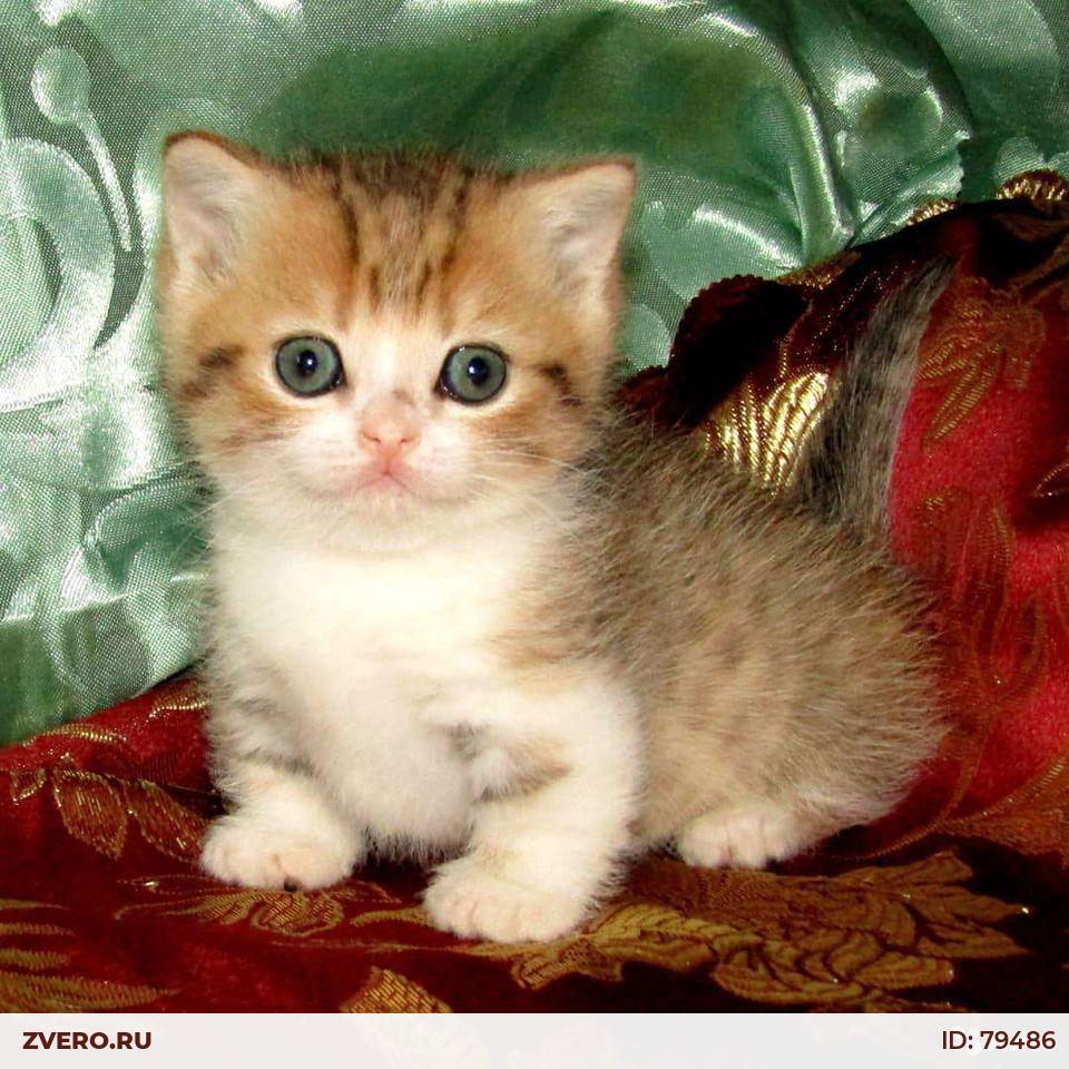 Котята Барнаул. Рыжий кот купить мальчик из питомника. Барнаул котята в добрые