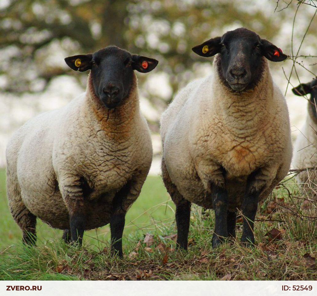 Suffolk sheep. Суффолк а и Дорпер. Овцы породы Суффолк. Саффолк порода овец. Суффольк порода овец.