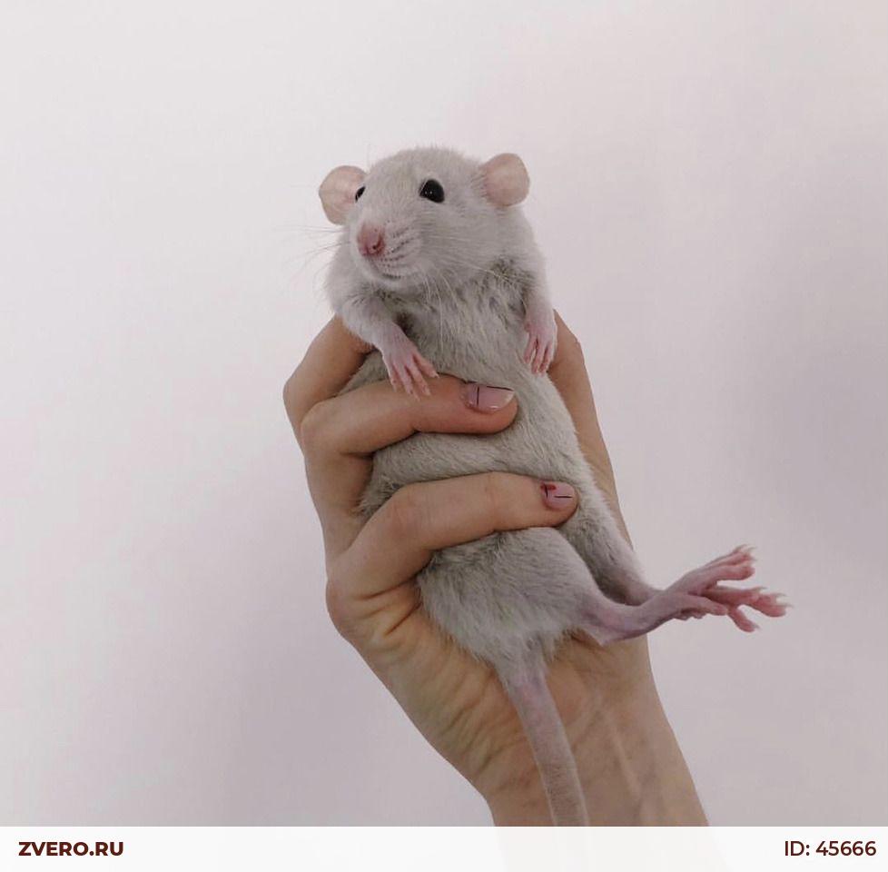 Декоративная крыса Дамбо белая