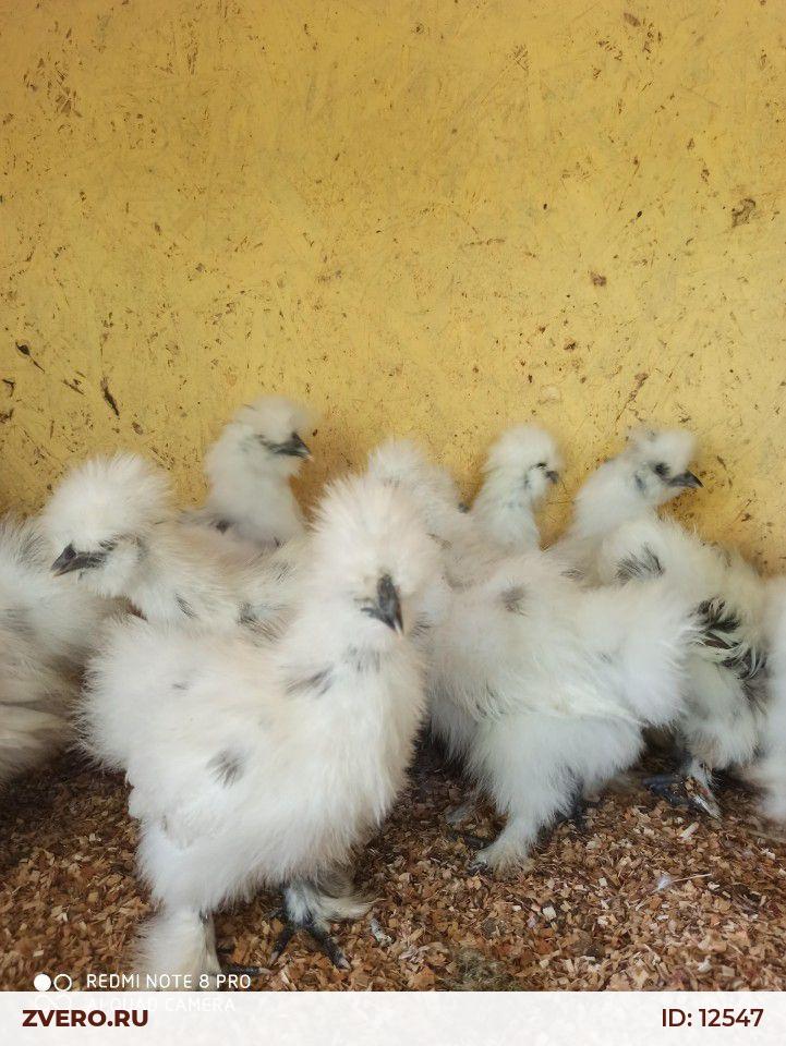 Фото цыплят по месяцам фото