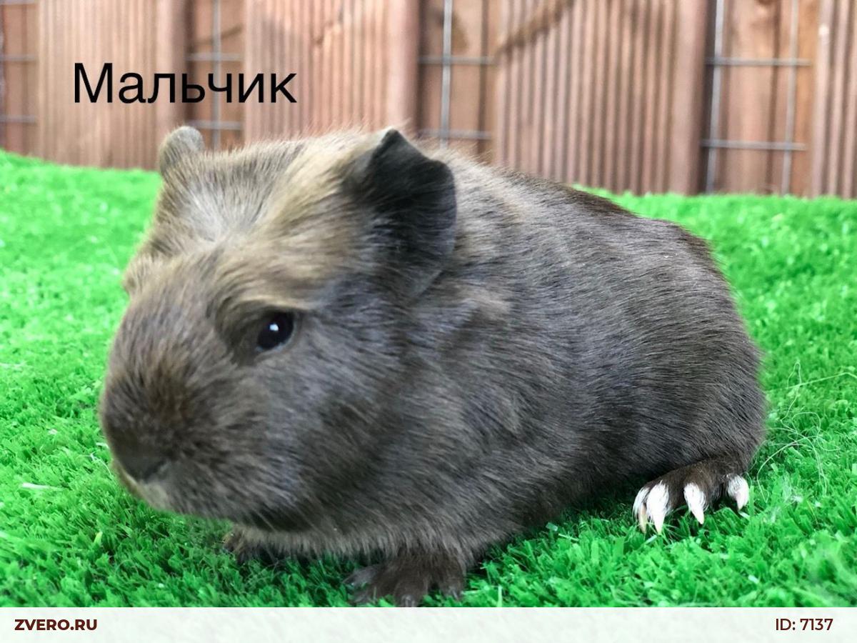 Куи морская свинка
