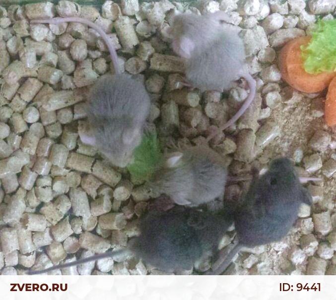 Мышь Кормовая Живая Купить