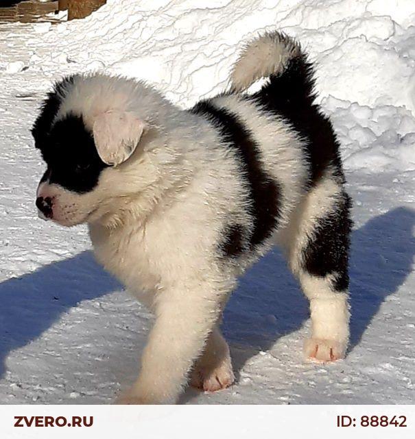 Якутская лайка щенки — купить в Москве | Объявление №88842 | ZVERO