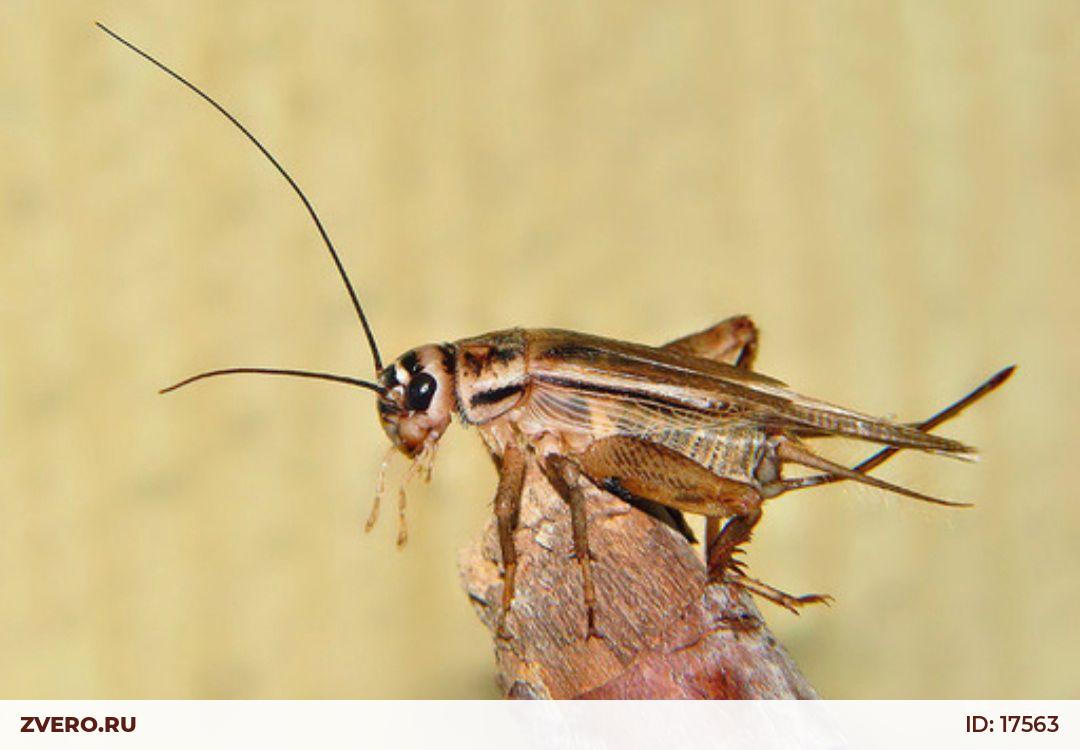 Сверчок фото. Acheta domesticus домовый сверчок. Сверчок стеблевой Дальневосточный. Прямокрылые сверчок Домовой. Сверчок домовый Прямокрылые.