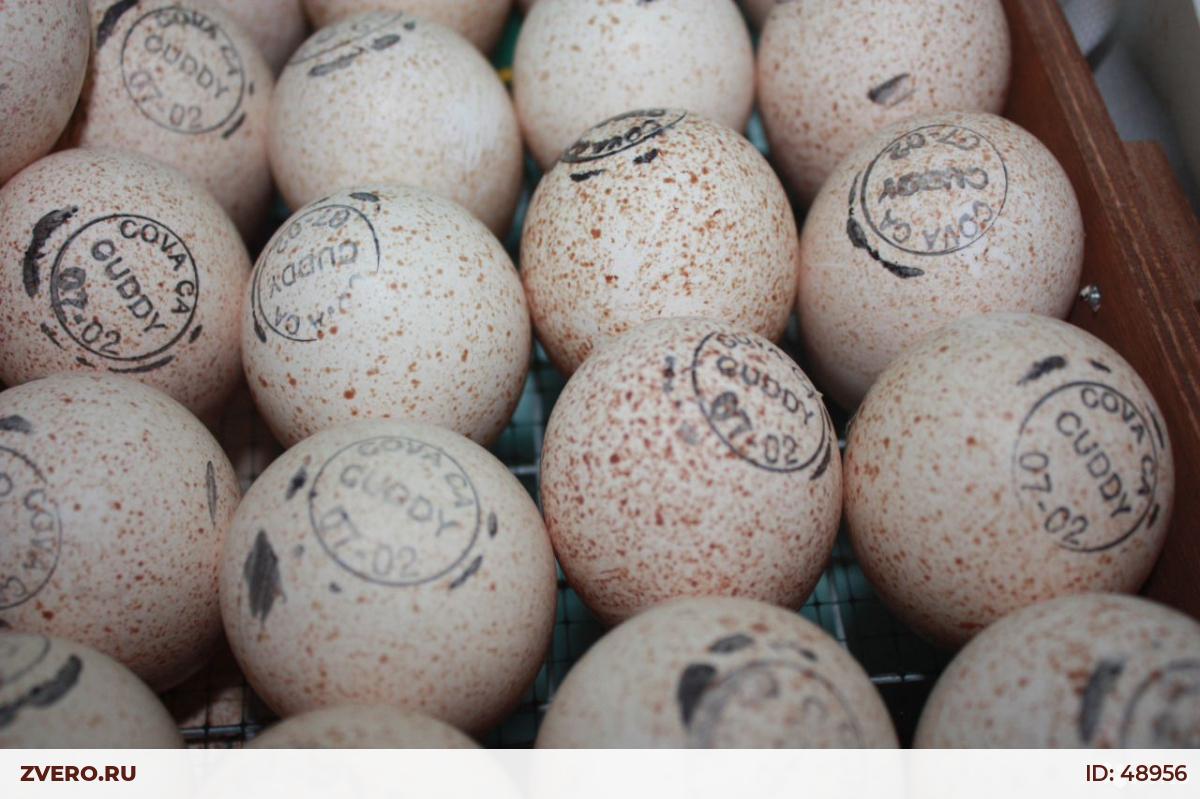 Купить яйцо хайбрид. Инкубационное яйцо индейки Хайбрид. Хайбрид конвертер яйца. Хайбрид Канада яйцо. Инкубационное яйцо индейки Хайбрид конвертер.
