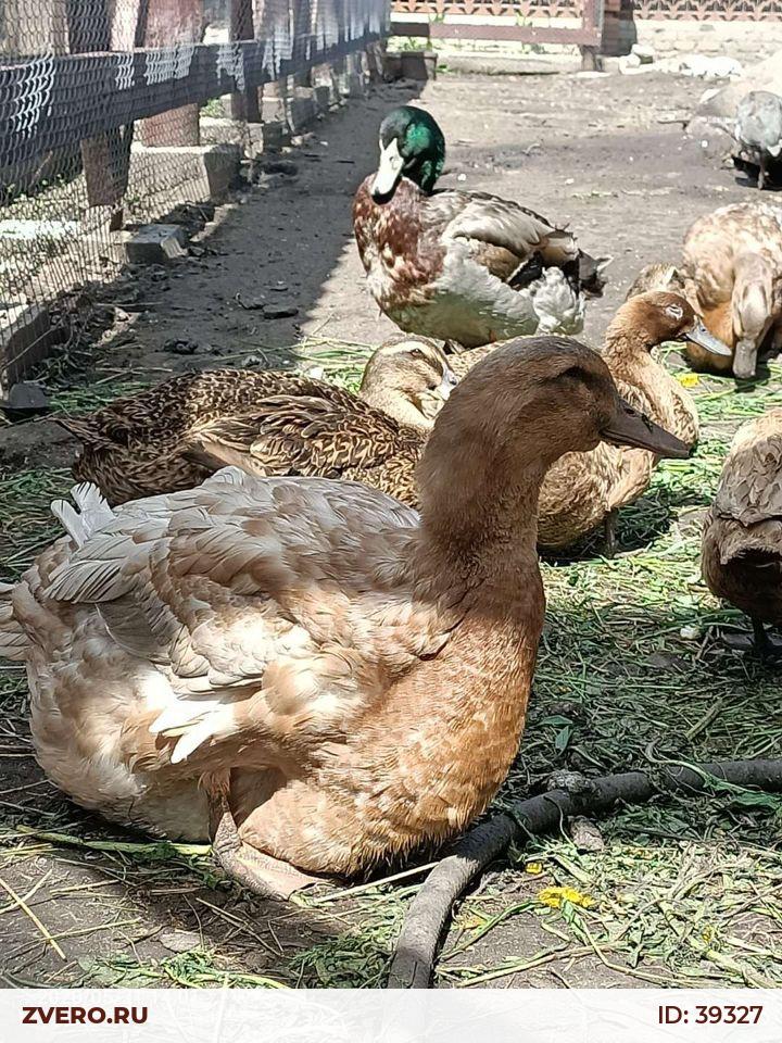 Руанские утки фото описание