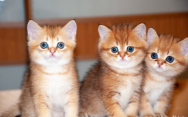 Кошки породы британские в санкт петербурге