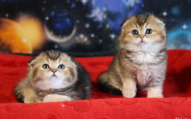 Кошки породы британские в санкт петербурге